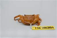 藏品(白紋方蟹)的圖片